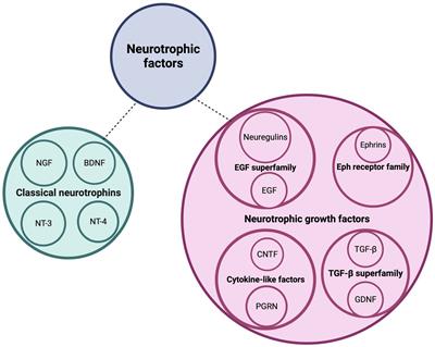 Building better brains: the pleiotropic function of neurotrophic factors in postnatal cerebellar development